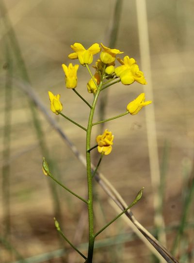 Draba hispida, photographed by Иван Пристрем