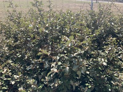Elaeagnus pungens, photographed by Abbey Forney