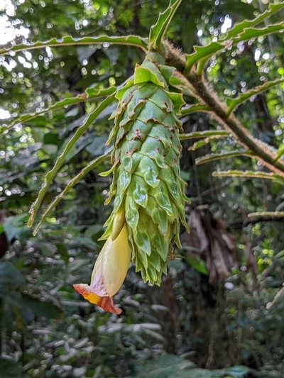 Costus bracteatus, photographed by Attila Oláh