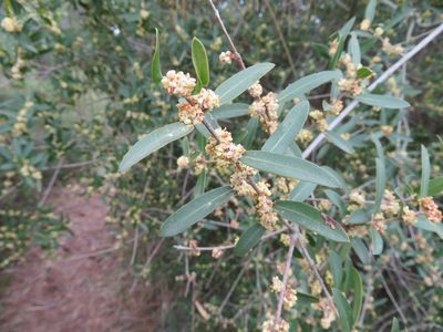 Phillyrea angustifolia, photographed by Marco Mussita