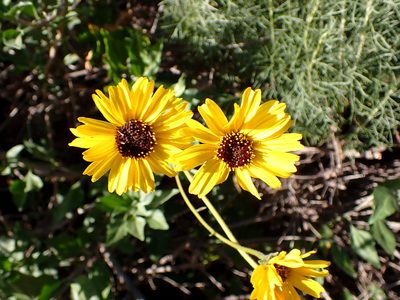 Encelia californica, photographed by Cricket Raspet
