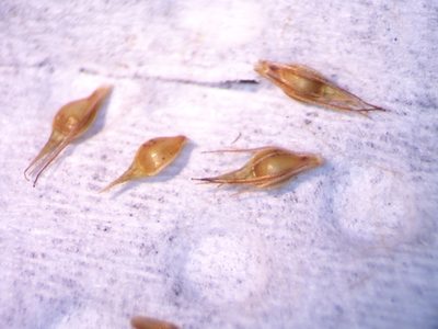 Rhynchospora capitellata, photographed by Bonnie Semmling