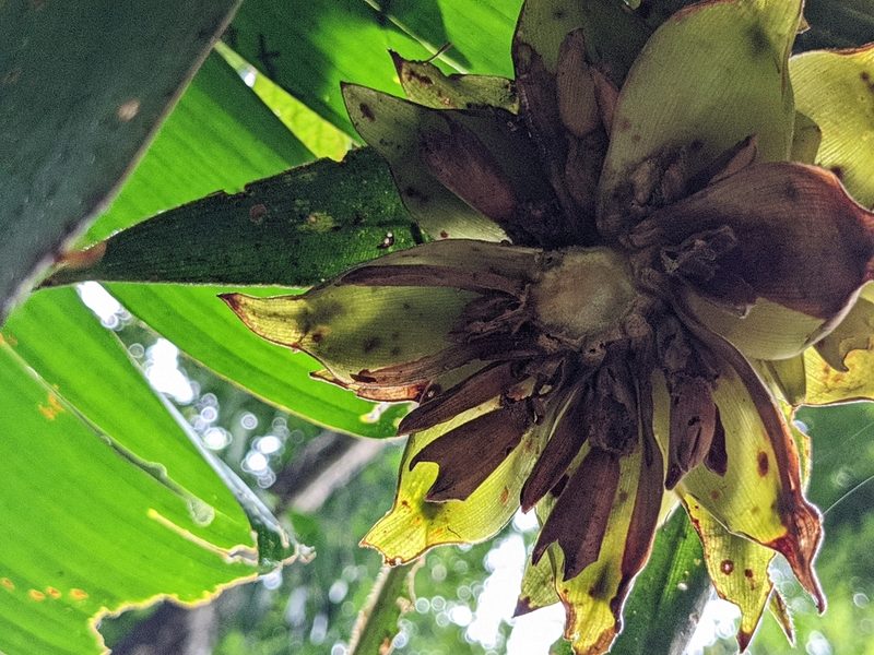 Costus bracteatus, photographed by Attila Oláh