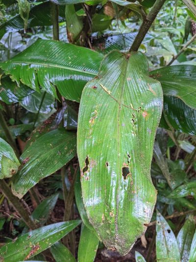 Costus bracteatus, photographed by Attila Oláh