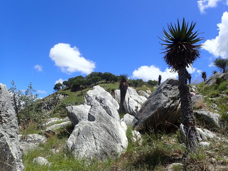 Aloe cipolinicola, photographed by bat (Maria Vorontsova)