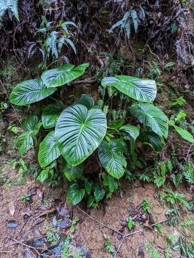 Philodendron grandipes, photographed by Attila Oláh