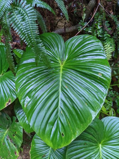 Philodendron grandipes, photographed by Attila Oláh