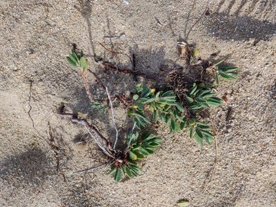 Polygonum maritimum, photographed by Davide Puddu