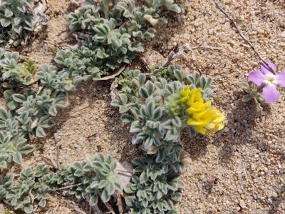 Medicago marina, photographed by Davide Puddu