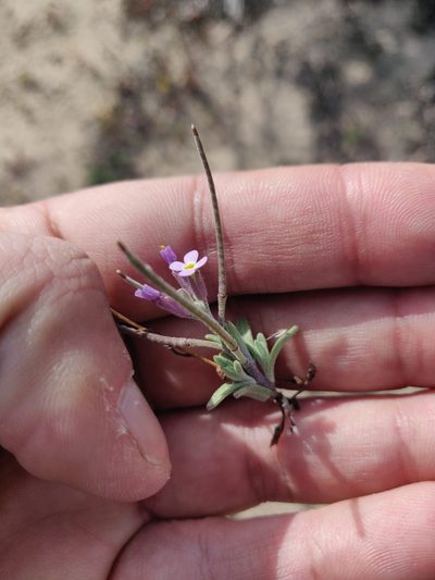 Marcus-kochia ramosissima, photographed by Davide Puddu