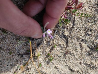 Marcus-kochia ramosissima, photographed by Davide Puddu
