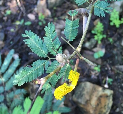 Vachellia collinsii, photographed by Andrew J. Crawford