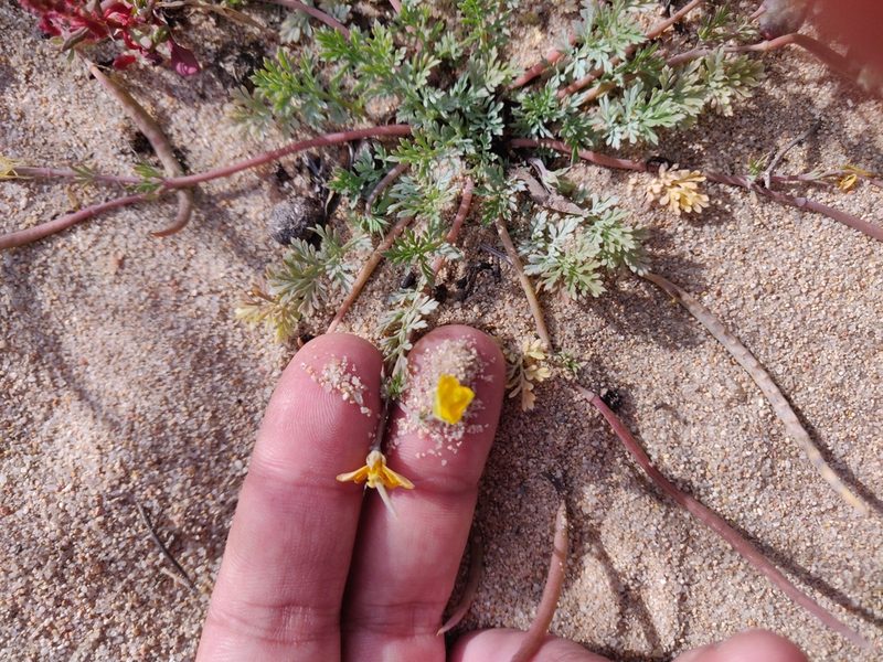 Hypecoum procumbens, photographed by Davide Puddu