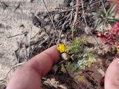 Hypecoum procumbens, photographed by Davide Puddu