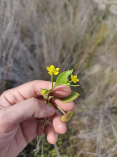 Ranunculus ophioglossifolius, photographed by Davide Puddu