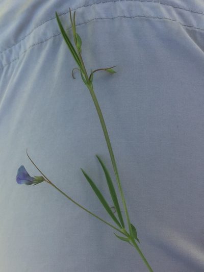 Lathyrus angulatus, photographed by Andre Hosper