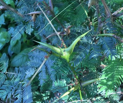Vachellia collinsii, photographed by Andrew J. Crawford