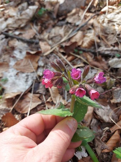Pulmonaria vallarsae, photographed by Francesco Cecere