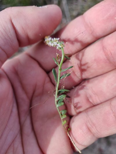 Sesamoides spathulifolia, photographed by Davide Puddu