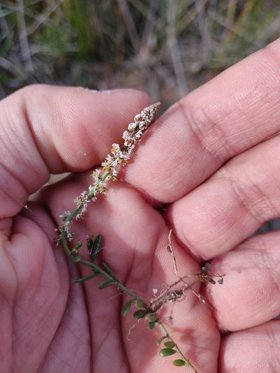 Sesamoides spathulifolia, photographed by Davide Puddu