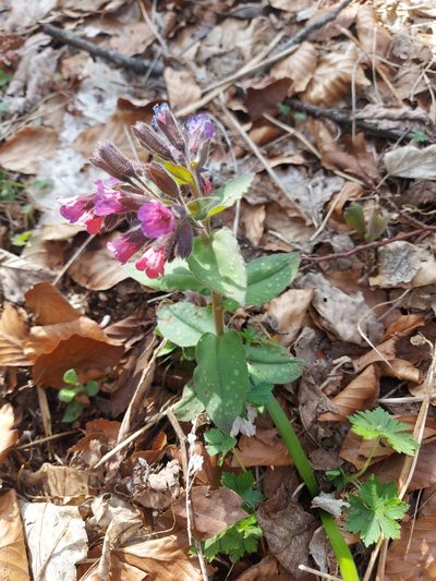 Pulmonaria vallarsae, photographed by Francesco Cecere