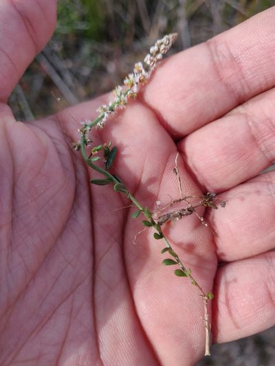Sesamoides spathulifolia, photographed by Davide Puddu
