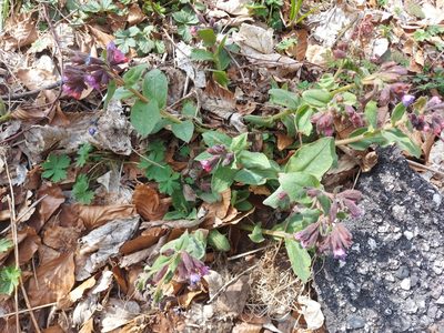 Pulmonaria vallarsae, photographed by Francesco Cecere