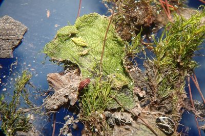 Leptobryum pyriforme, photographed by Quinten Wiegersma