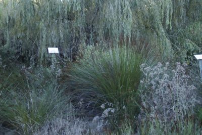 Elegia tectorum, photographed by Tony Rebelo
