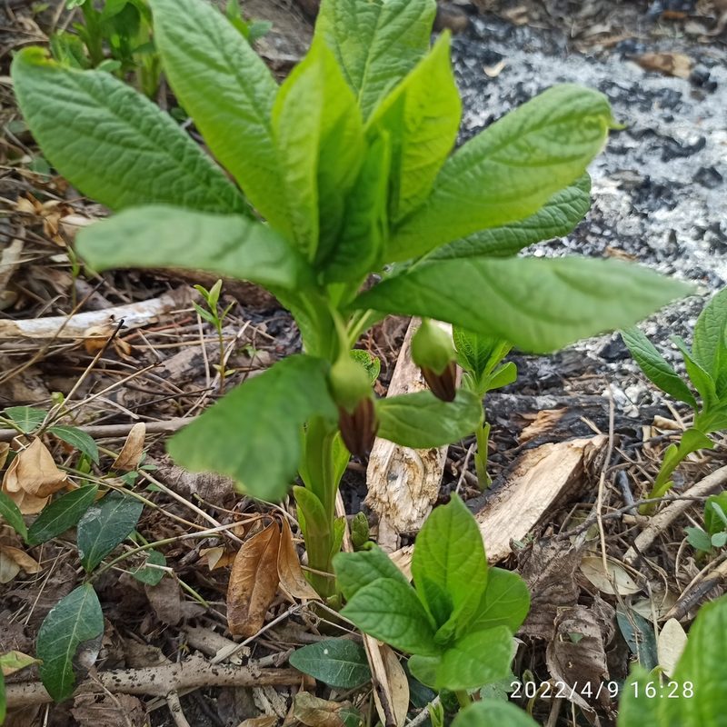 Scopolia carniolica, photographed by Galyna Mykytynets