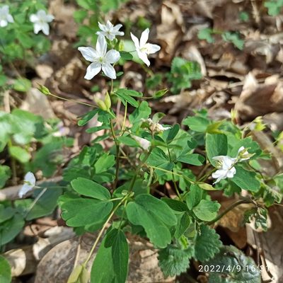 Isopyrum thalictroides, photographed by Galyna Mykytynets