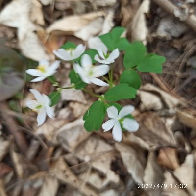 Isopyrum thalictroides, photographed by Galyna Mykytynets