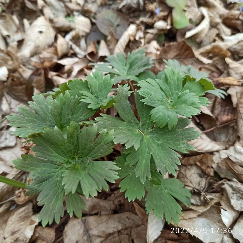 Aconitum lasiostomum, photographed by Galyna Mykytynets