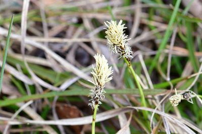 Carex ericetorum, photographed by Поляков Александр