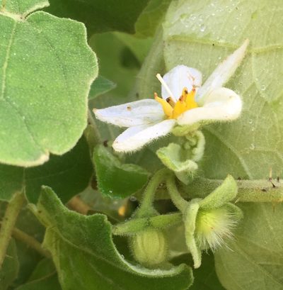 Solanum hirtum, photographed by Andrew J. Crawford