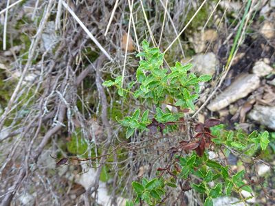 Hypericum balearicum, photographed by Grzegorz Grzejszczak