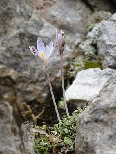 Crocus cambessedesii, photographed by Grzegorz Grzejszczak