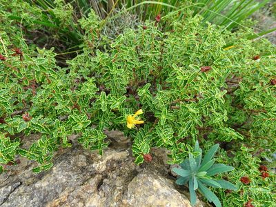 Hypericum balearicum, photographed by Grzegorz Grzejszczak