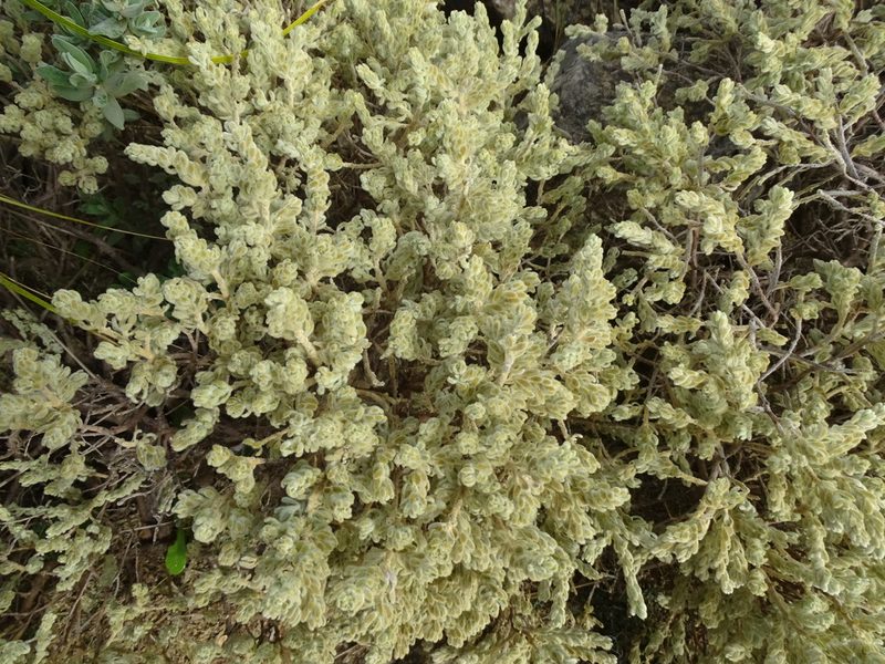 Thymelaea velutina, photographed by Grzegorz Grzejszczak