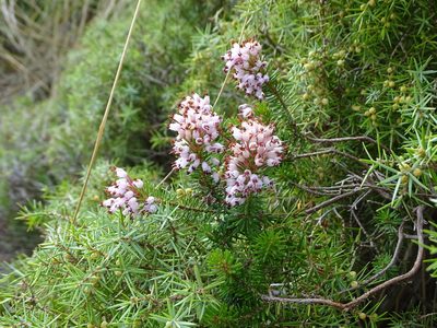 Erica multiflora, photographed by Grzegorz Grzejszczak