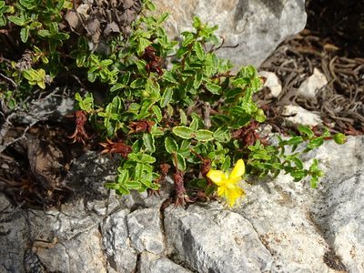 Hypericum balearicum, photographed by Grzegorz Grzejszczak
