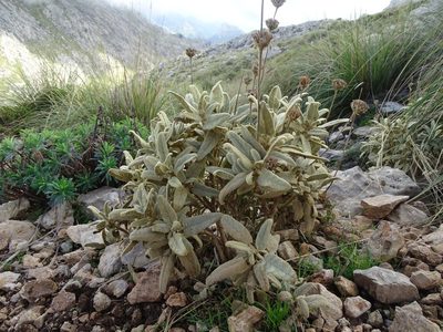 Phlomis italica, photographed by Grzegorz Grzejszczak