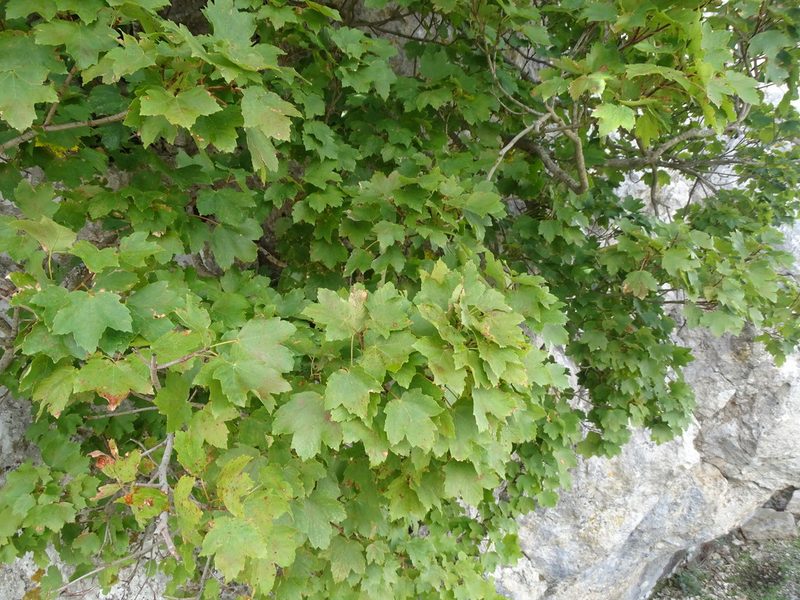Acer granatense, photographed by Grzegorz Grzejszczak
