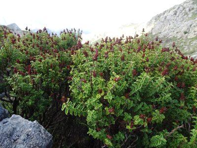 Hypericum balearicum, photographed by Grzegorz Grzejszczak
