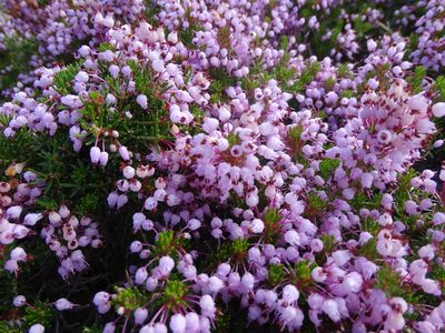 Erica multiflora, photographed by Grzegorz Grzejszczak