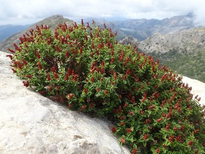 Hypericum balearicum, photographed by Grzegorz Grzejszczak