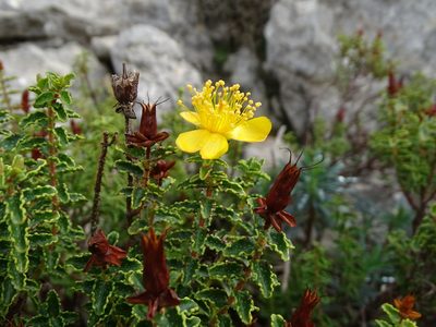 Hypericum balearicum, photographed by Grzegorz Grzejszczak