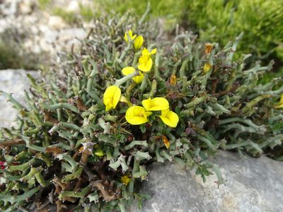 Ononis minutissima, photographed by Grzegorz Grzejszczak