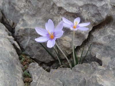 Crocus cambessedesii, photographed by Grzegorz Grzejszczak