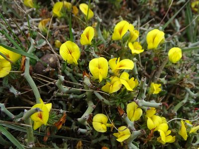 Ononis minutissima, photographed by Grzegorz Grzejszczak